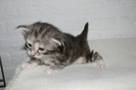 3 weken oud (ik kon niet kiezen :) )